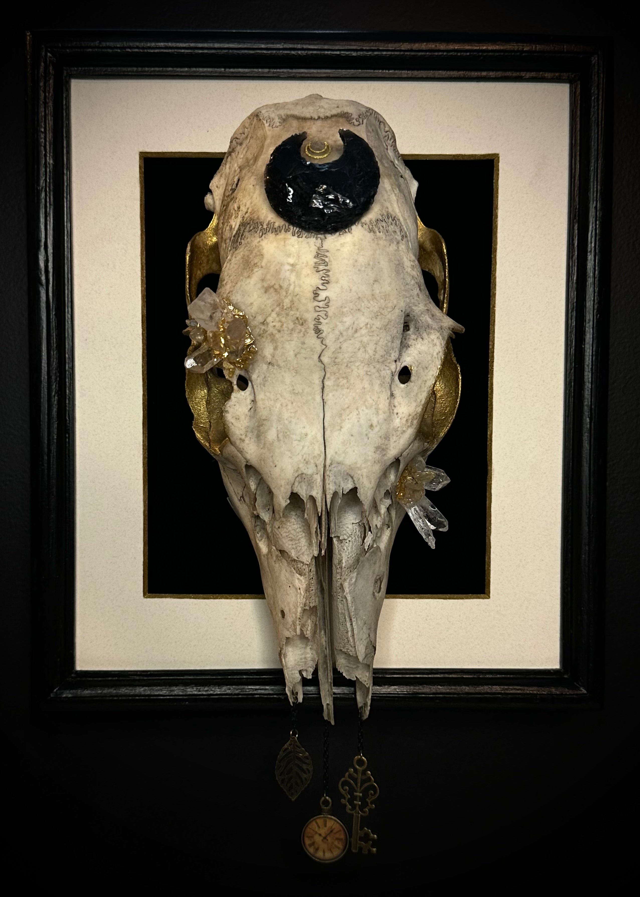 Framed Doe Skull