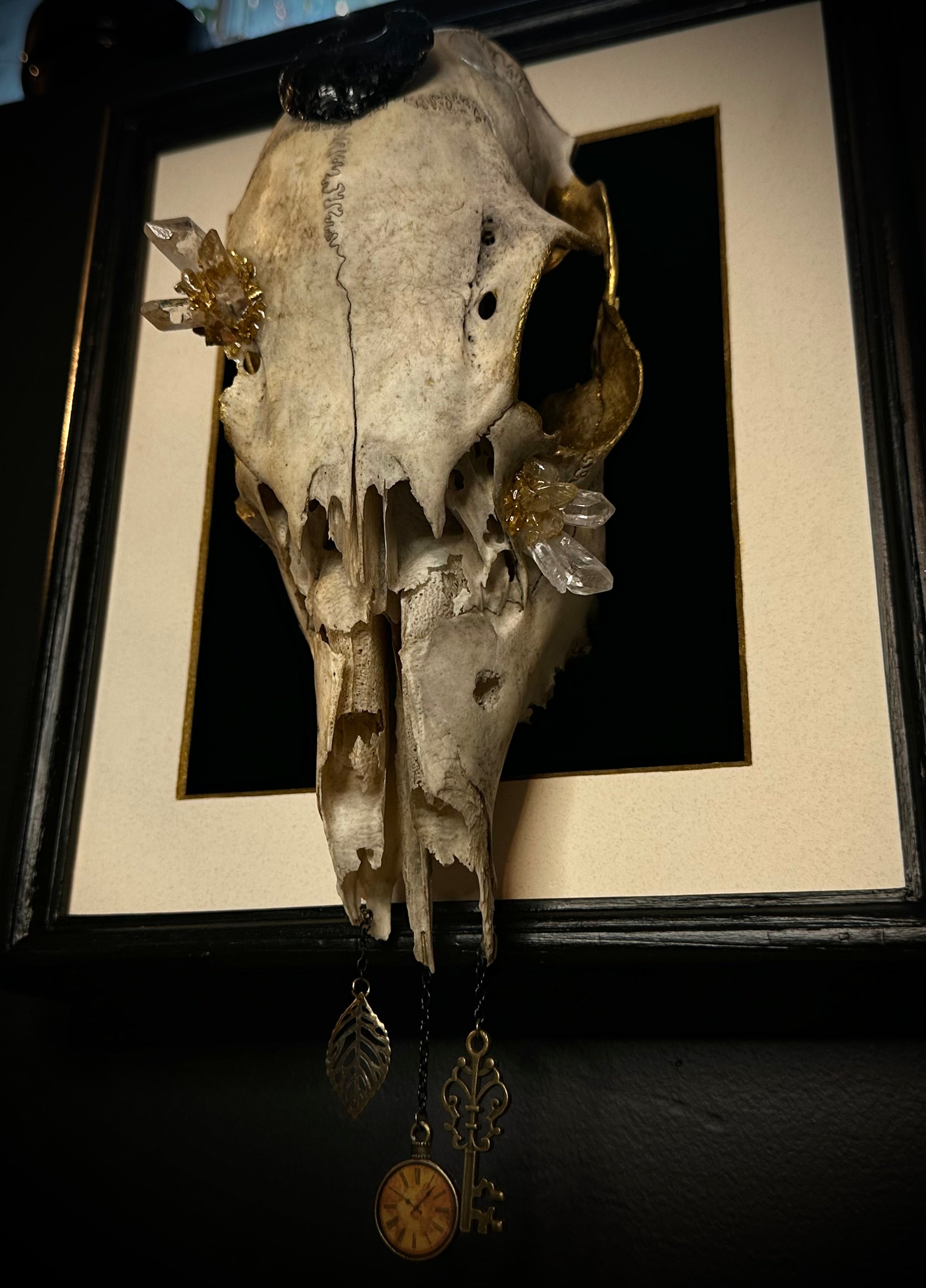 Framed Doe Skull